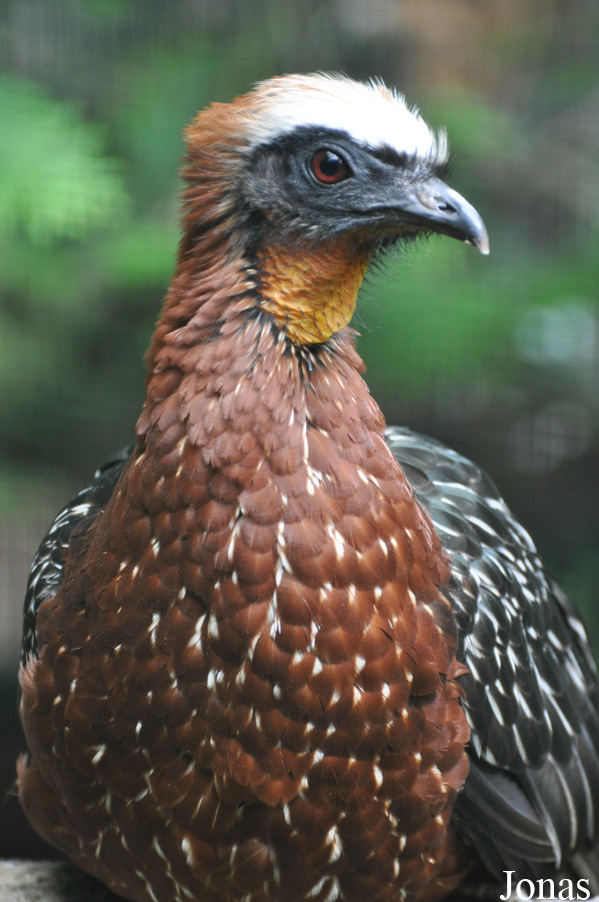 Weltvogelpark Walsrode