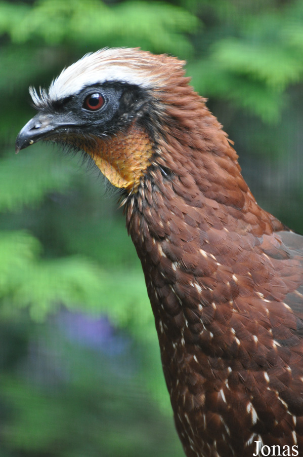 Weltvogelpark Walsrode