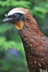 Weltvogelpark Walsrode