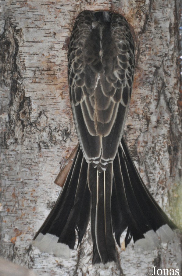 Weltvogelpark Walsrode