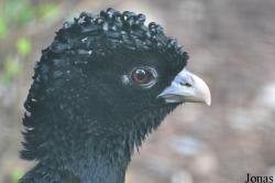 Weltvogelpark Walsrode