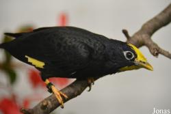 Ampeliceps coronatus
