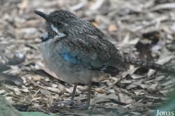 Weltvogelpark Walsrode
