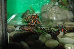 Shanghai Ocean Aquarium