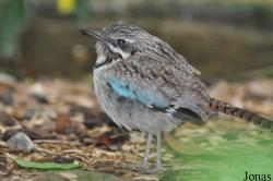 Brachypteraciidae