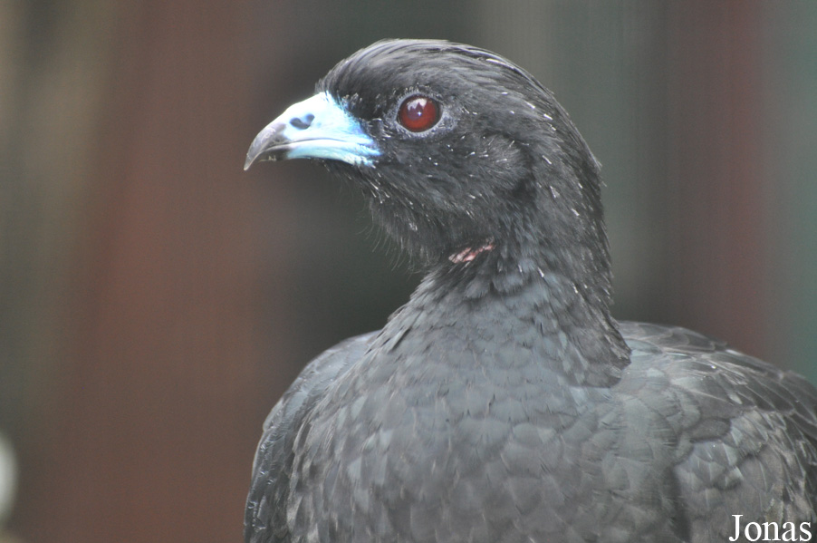 Weltvogelpark Walsrode