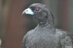 Weltvogelpark Walsrode