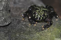 Bombinatoridae