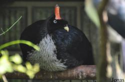 Weltvogelpark Walsrode