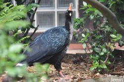 Weltvogelpark Walsrode