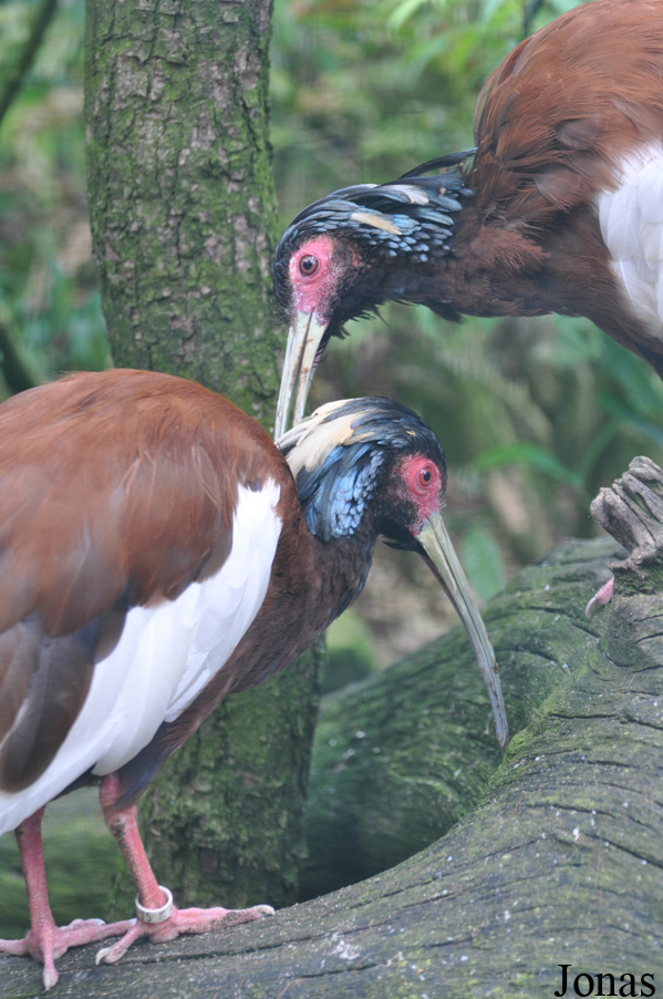 Weltvogelpark Walsrode