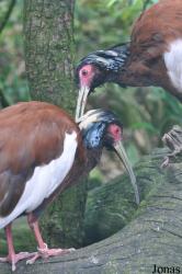 Weltvogelpark Walsrode
