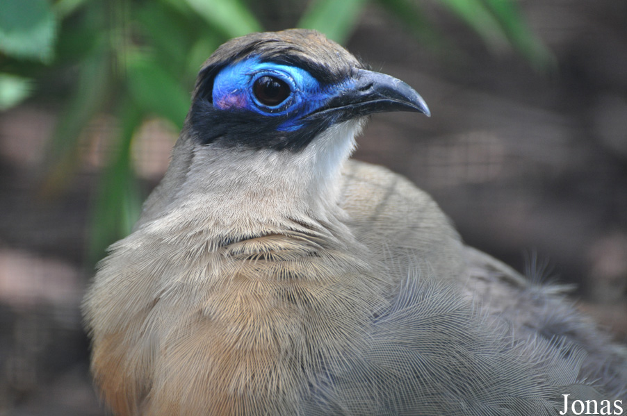 Weltvogelpark Walsrode