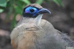 Coua gigas