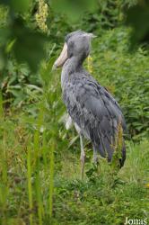 Weltvogelpark Walsrode