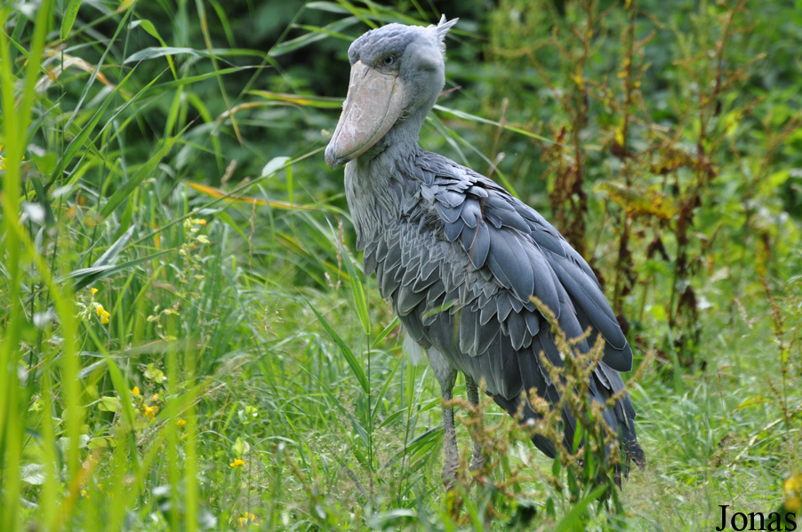 Weltvogelpark Walsrode