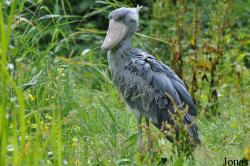 Weltvogelpark Walsrode