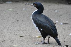 Weltvogelpark Walsrode