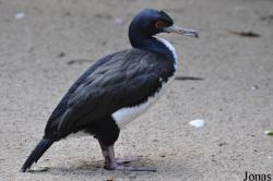 Weltvogelpark Walsrode