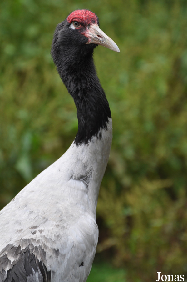 Weltvogelpark Walsrode