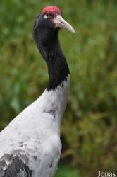 Weltvogelpark Walsrode