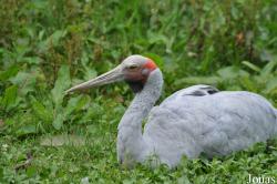 Weltvogelpark Walsrode