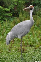 Weltvogelpark Walsrode