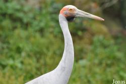 Weltvogelpark Walsrode