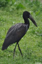 Weltvogelpark Walsrode