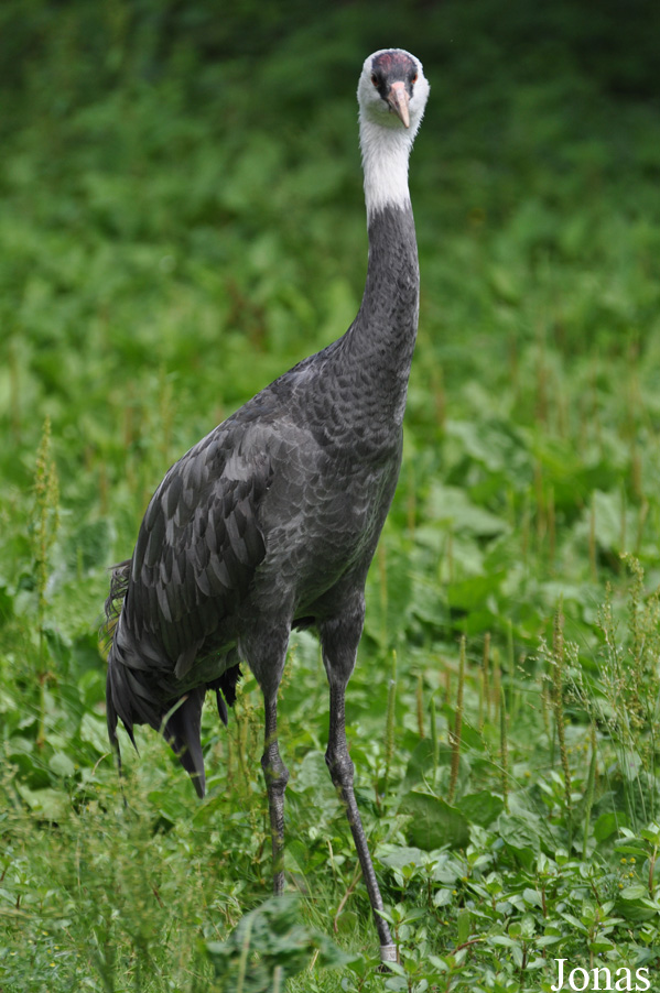 Weltvogelpark Walsrode