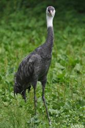 Weltvogelpark Walsrode