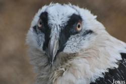 Weltvogelpark Walsrode