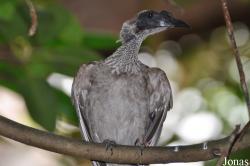 Weltvogelpark Walsrode