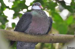 Columba vitiensis halmaheira