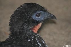 Weltvogelpark Walsrode
