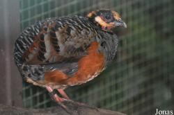 Arborophila javanica