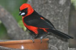 Weltvogelpark Walsrode
