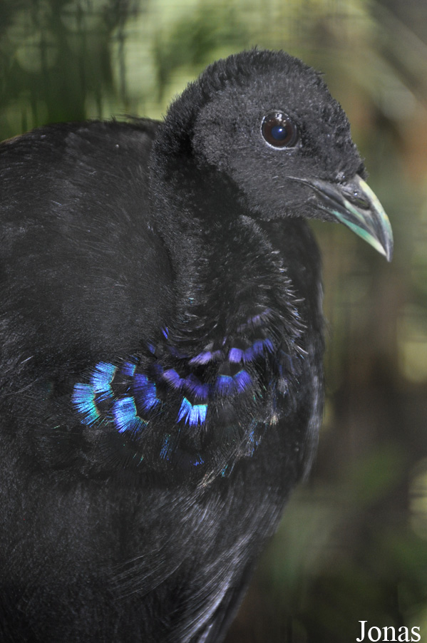 Weltvogelpark Walsrode