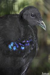 Weltvogelpark Walsrode