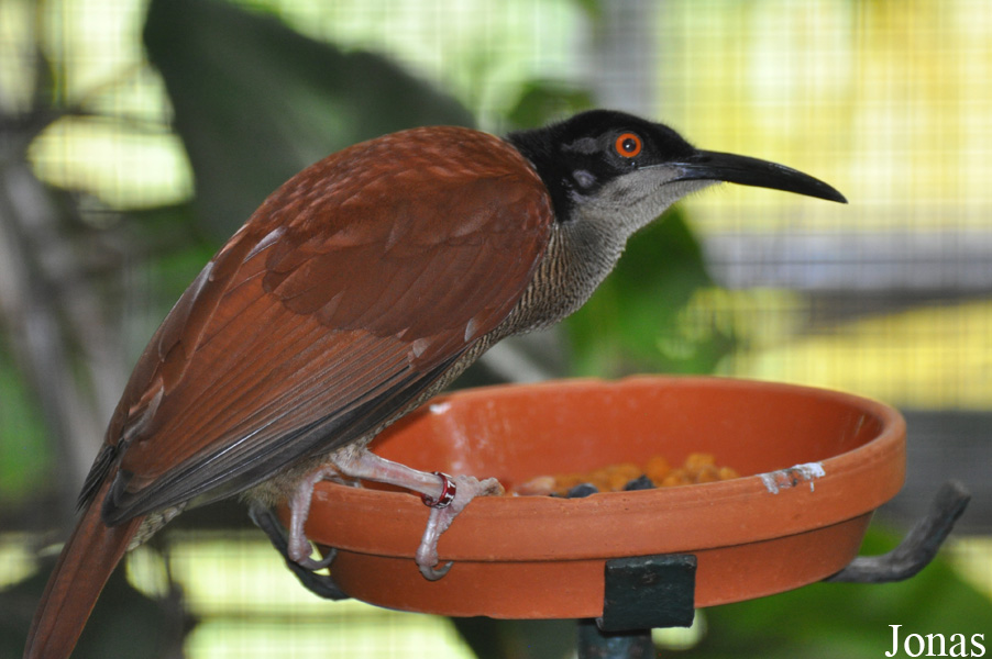 Weltvogelpark Walsrode