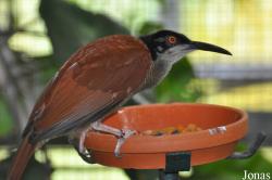 Weltvogelpark Walsrode