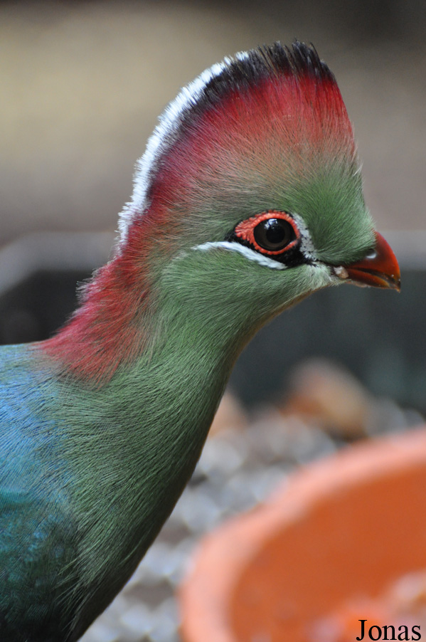 Weltvogelpark Walsrode