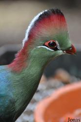Weltvogelpark Walsrode
