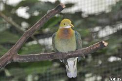 Ptilinopus perlatus
