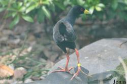 Weltvogelpark Walsrode