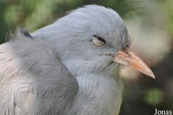 Weltvogelpark Walsrode