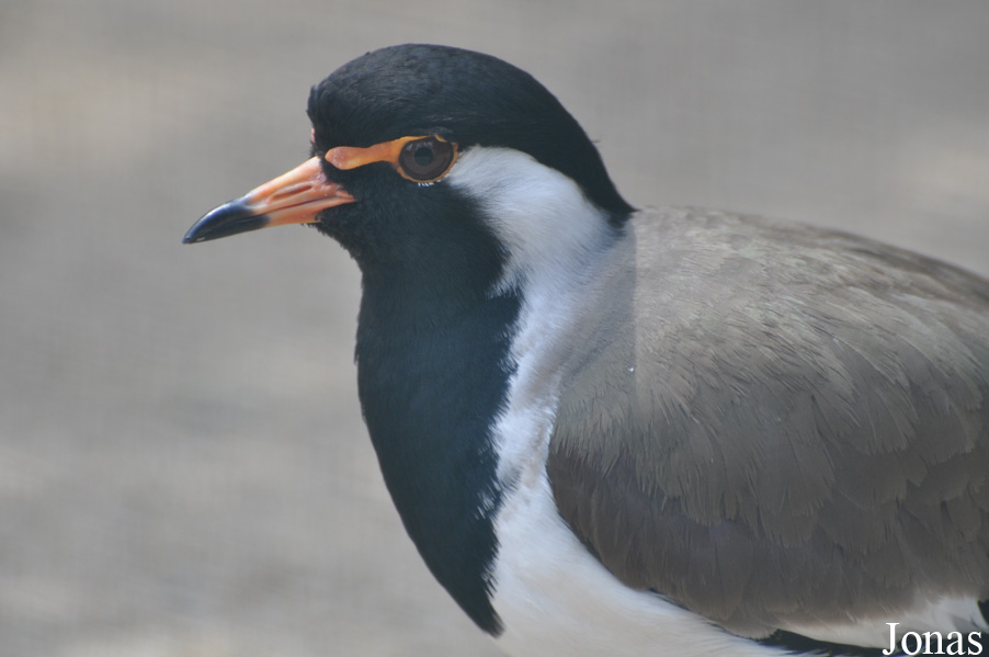 Weltvogelpark Walsrode