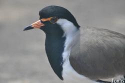 Weltvogelpark Walsrode