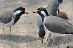 Weltvogelpark Walsrode