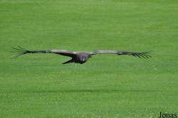 Weltvogelpark Walsrode